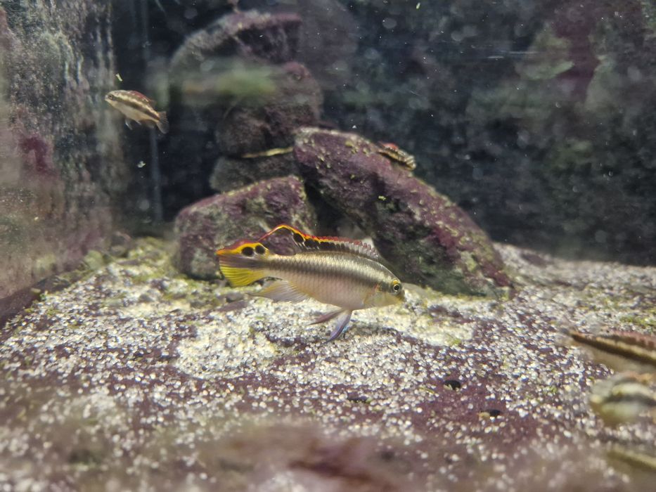 Продам мальков пульвикохромиса