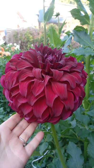 Продаём георгины