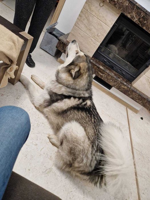 Мъжко кученце Аляски маламут