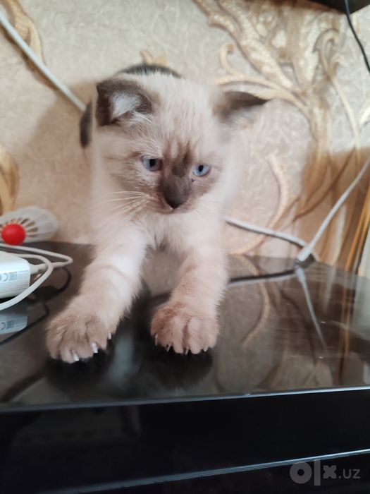 Котята сиамские домашние
