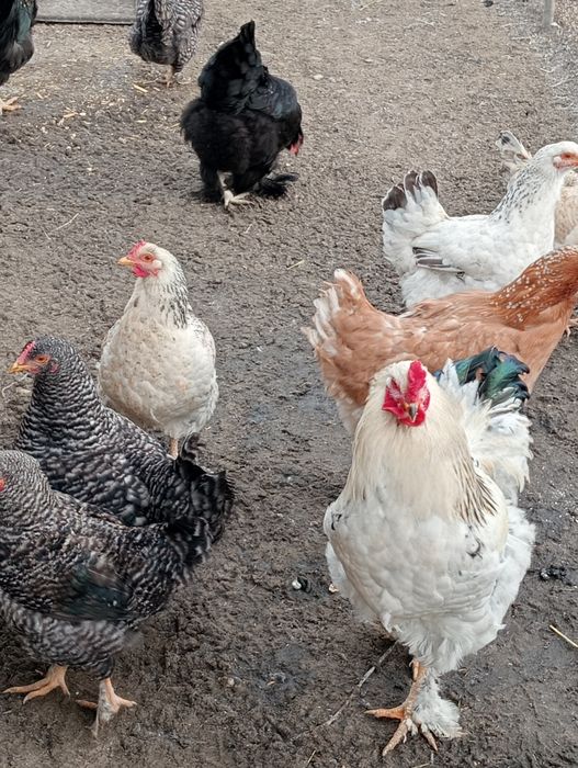 Әтеш тауықтар сатылады .