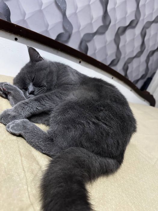 Продам чистокровный кота Британец