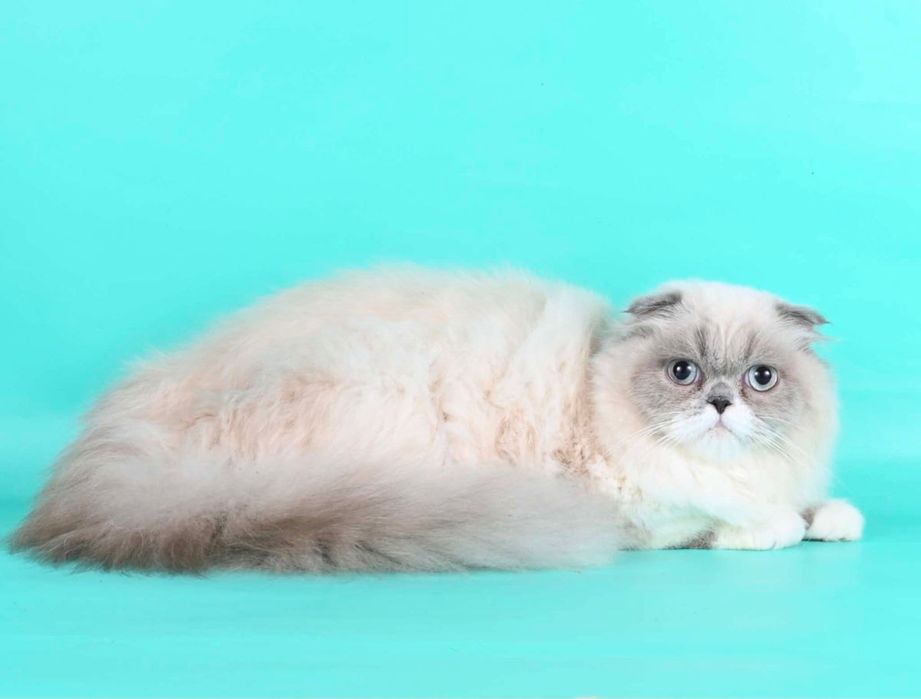 Шотландски котенца