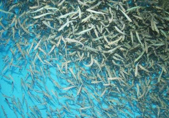 Малек форели, форель, мальки