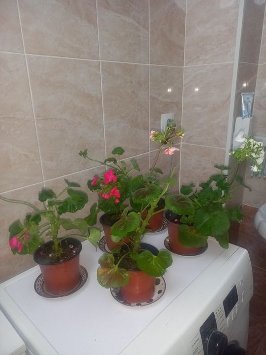 Комнатные растения