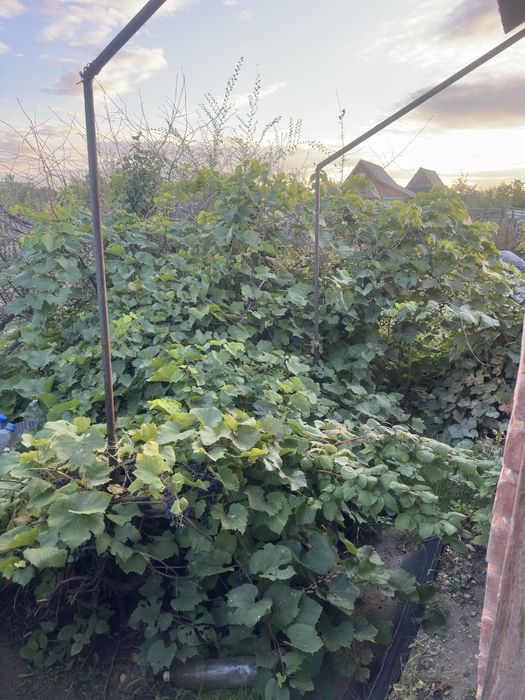 Продётся дача 17 маршрут