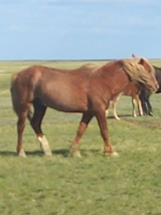 Айғыр сатам мінгі