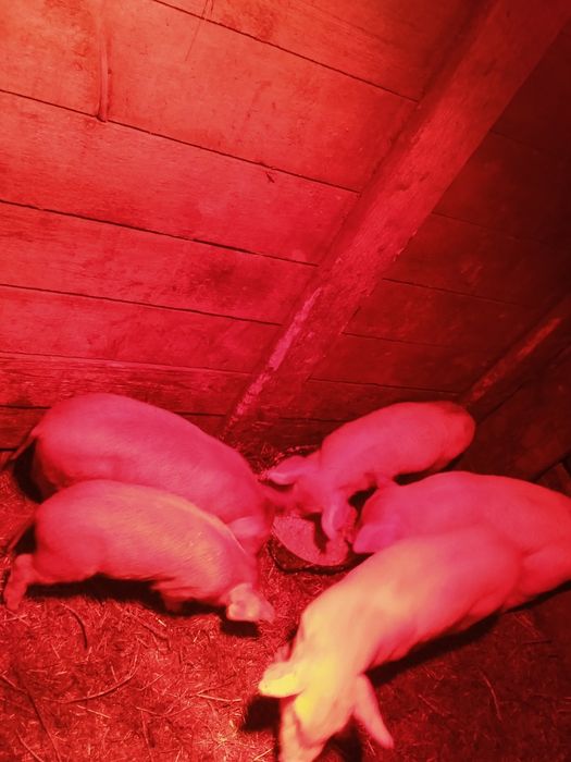 Продам поросят 1 месяц