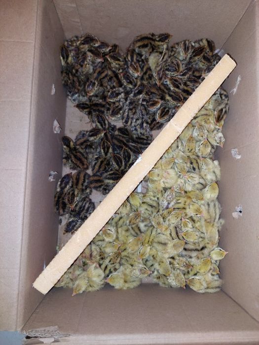 Prepelite 5 rase disponibile