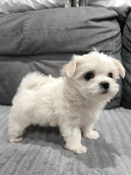 Мальтизе, девочки и мальчики