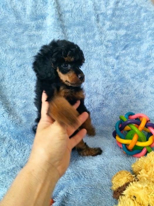 Малыши той пуделя