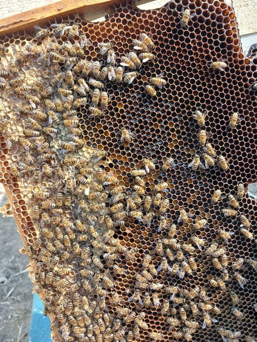 Asal ari oilasi sotiladi