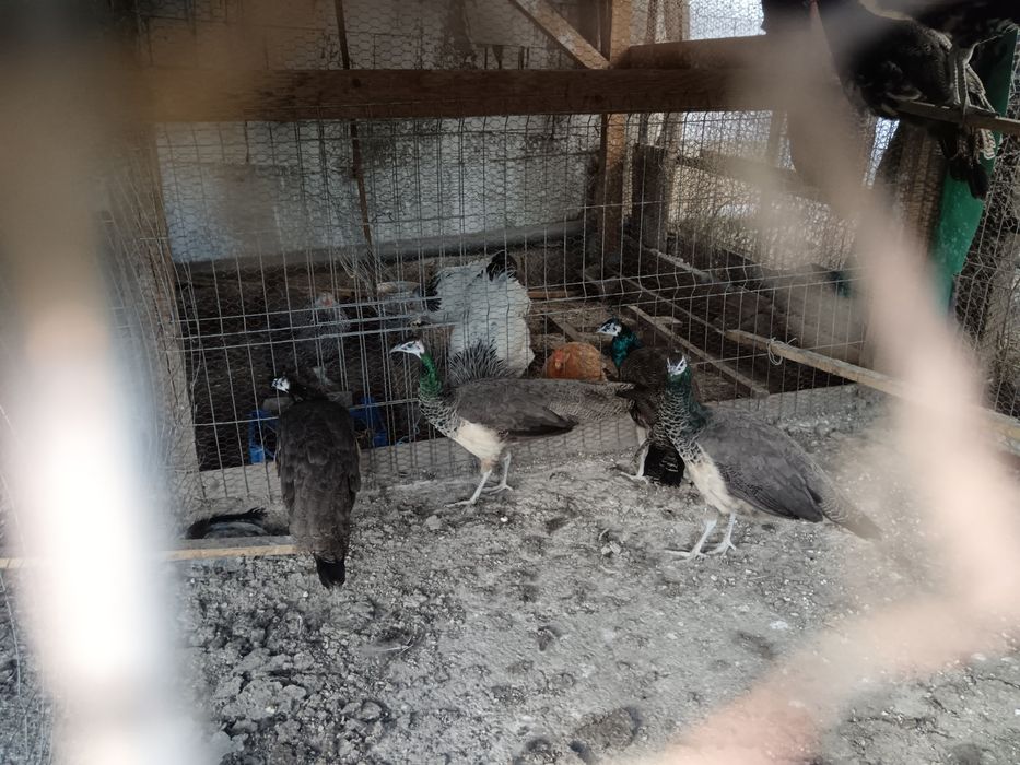 Vând păuni la. 300roni