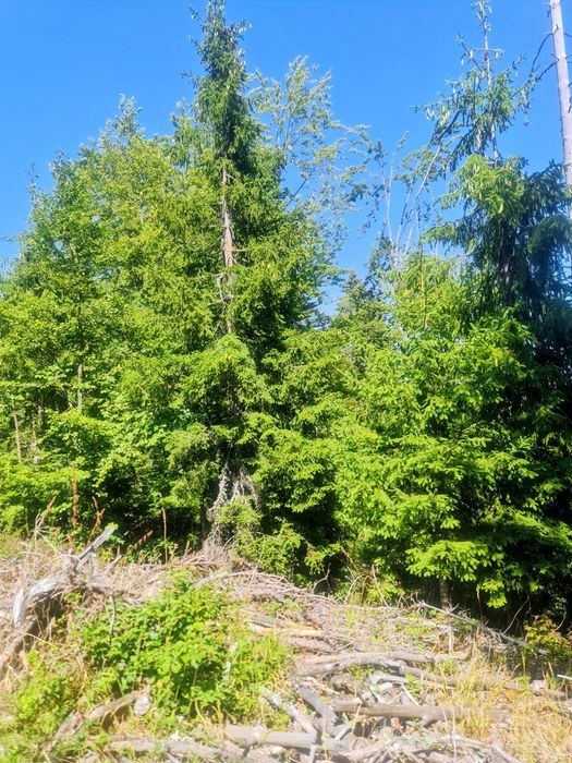 Продава се Земеделски имот в с. Чокманово, Област Смолян -  кв.м за 1450 €/дка - Снимка #7