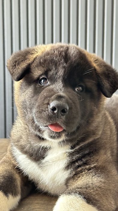 Ам.Акита щенки союз кинологов Казахстана