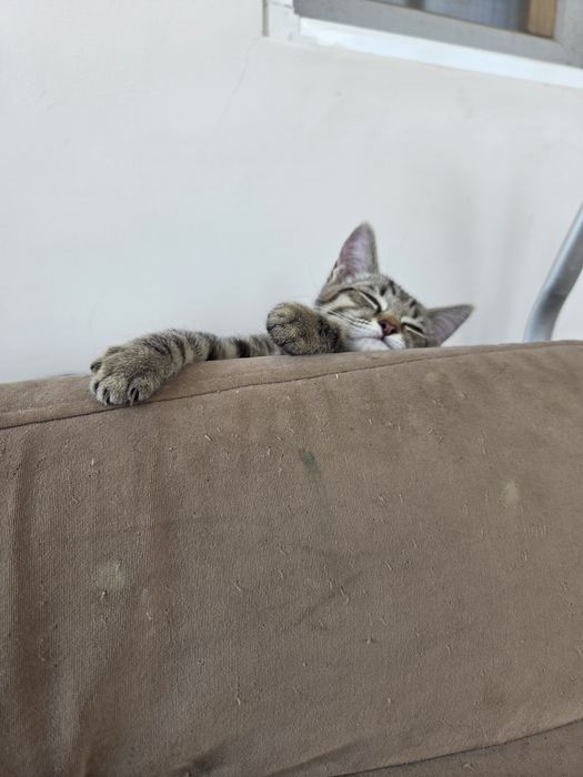 котенок в добрые руки!