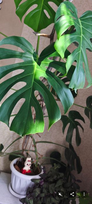 Цветы комнатные  продам