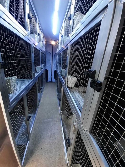 Montam.custi de caini in Dube