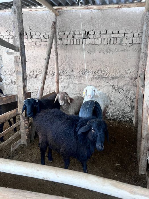 Srochna sotiladi 10 ta qoy bor 4500 mindan