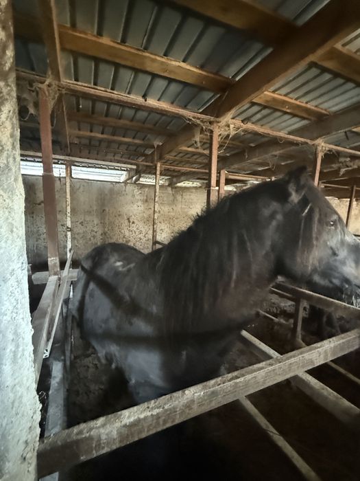 Жылқы лощадь бие байтал айғыр ат тай