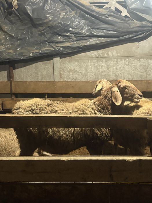 Тусактар сатылады Буаз