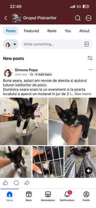 Motan pentru adoptie