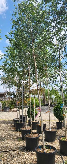 Reducere Mesteacăn pentru Plantare – Transport Oferit