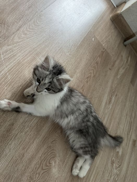 Отдам котенка в добрые руки