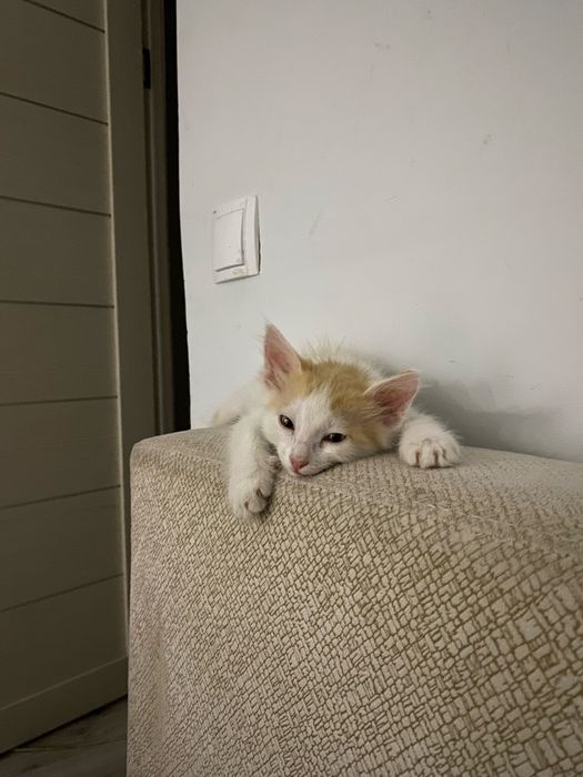 Продается котёнок 1,5 месяца