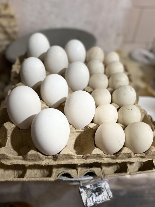 Яйца инкубационные гусиные ,утиные