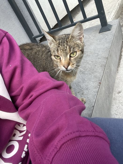 Urgent adopt pisicuta super prietenoasa