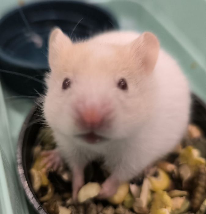 Хомячки сирийские