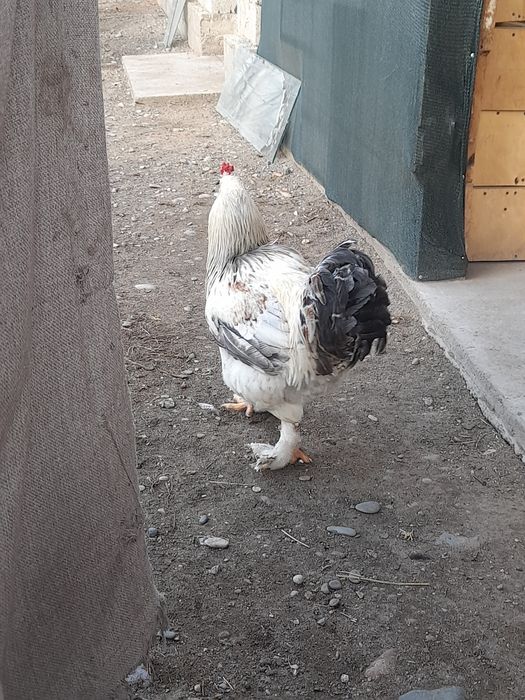 Кораздар сатылады,