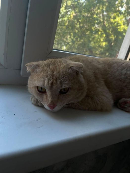Вислоухий  котик