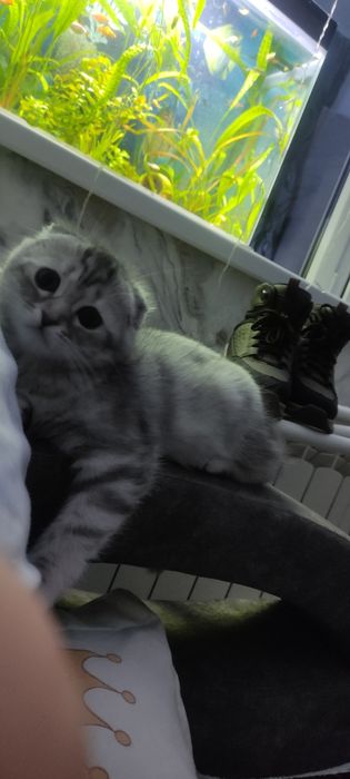 Продам котенка шотландская вислоухая