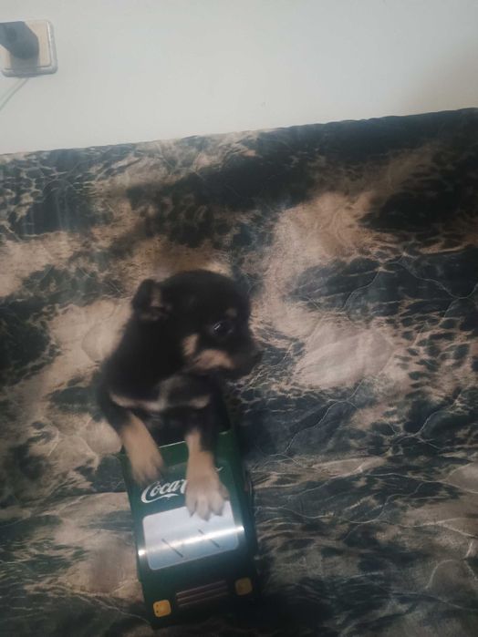 Свободни момчета чухопинчери