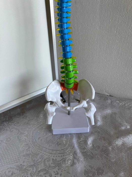 Анатомическая модель позвоночника человека (на подставке)