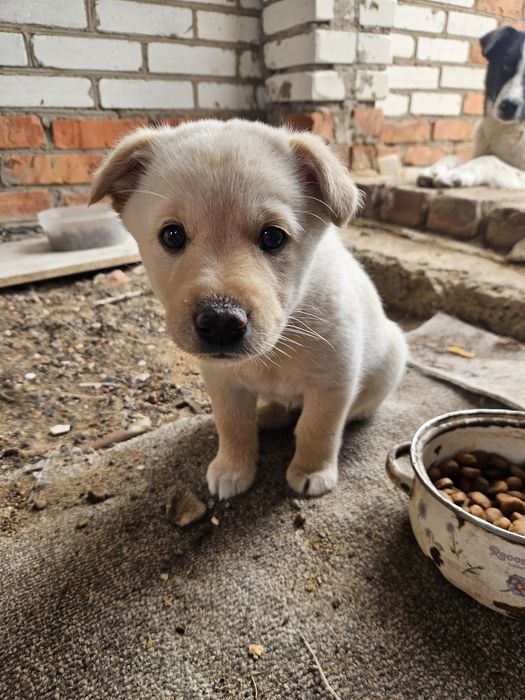 В хорошие руки щенок девочка