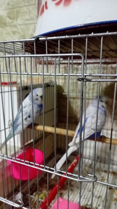 Тутикушлар сотилади