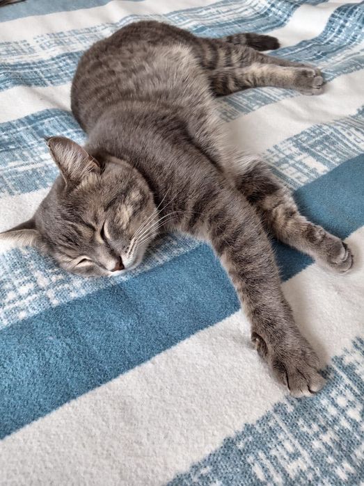 Молодой котик в добрые руки