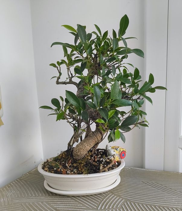 Pin ,ficus, ienupăr, carmona, podocarpus