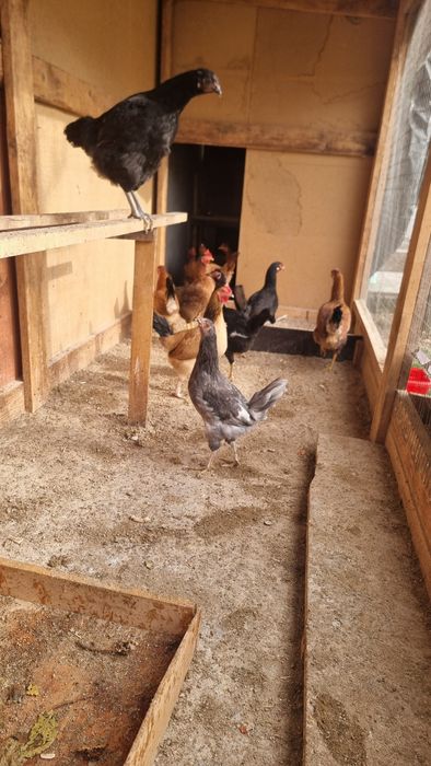 Продается куры домашние