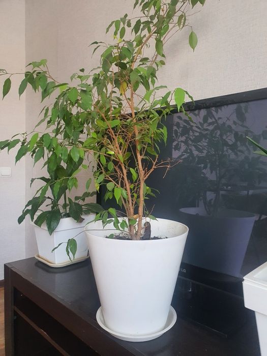 Цветы комнатные 5 шт. 50 000 тг