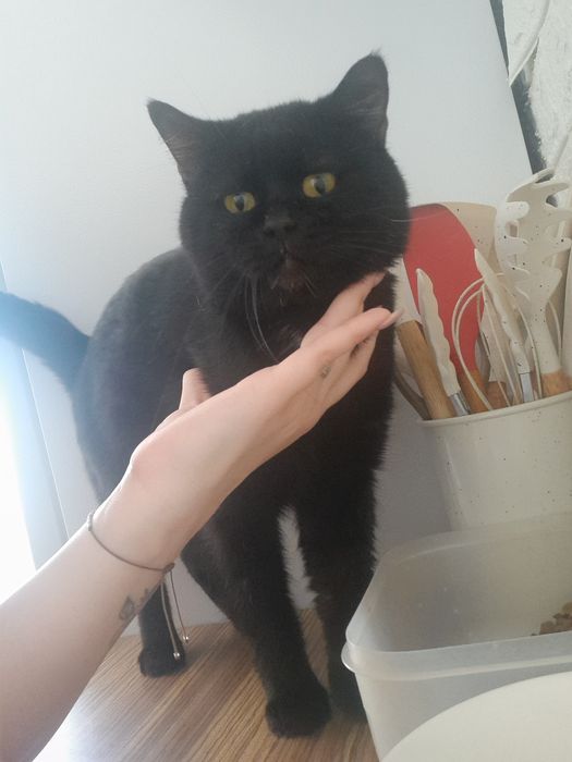 Отдам 2 котов и 2 кошечек