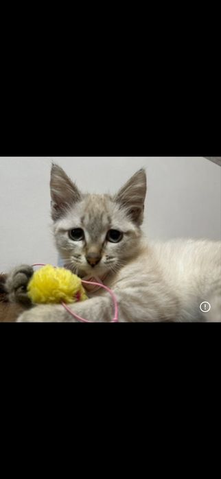 Отдам котенка в добрые руки