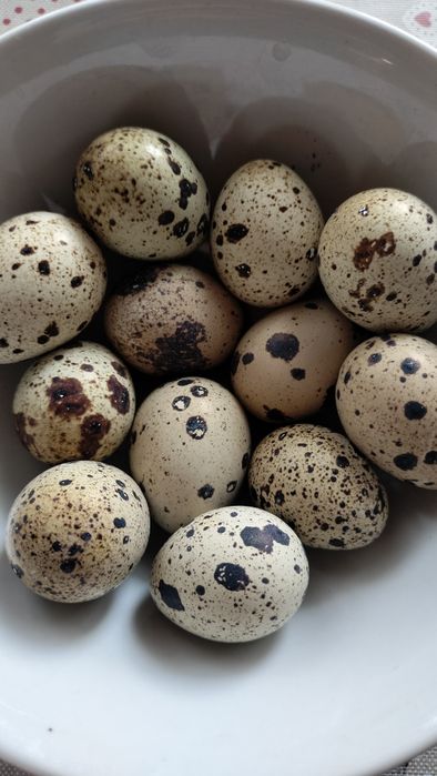 Выведу перепелят на заказ