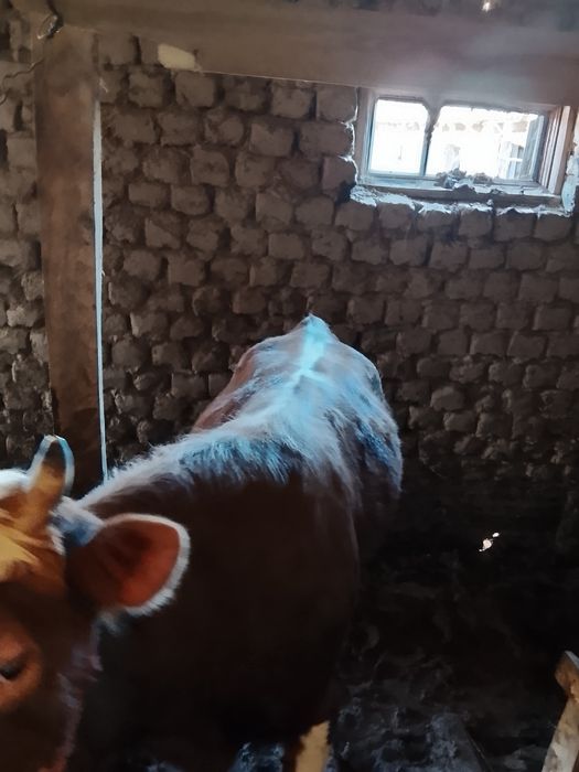 Быки откорм. Семыз