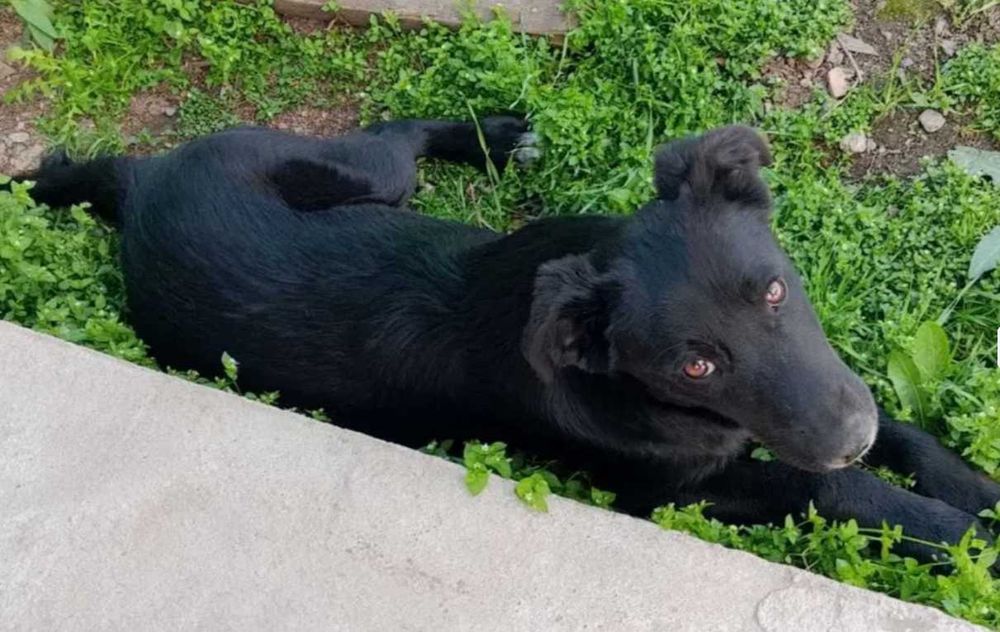 отдам щенка девочку крысоловку