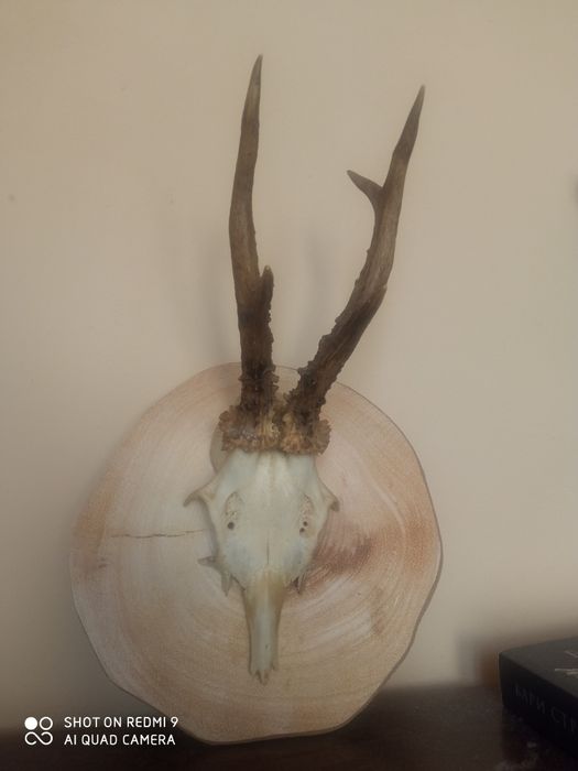 Рога от  сръндак