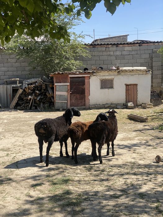 Тоқтылар сатылады